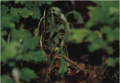 菊花菌核病如何防治?