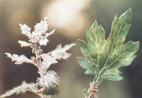 菊花花叶病如何防治？