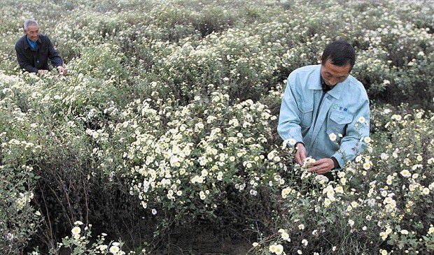 菊花什么时候可以采收？