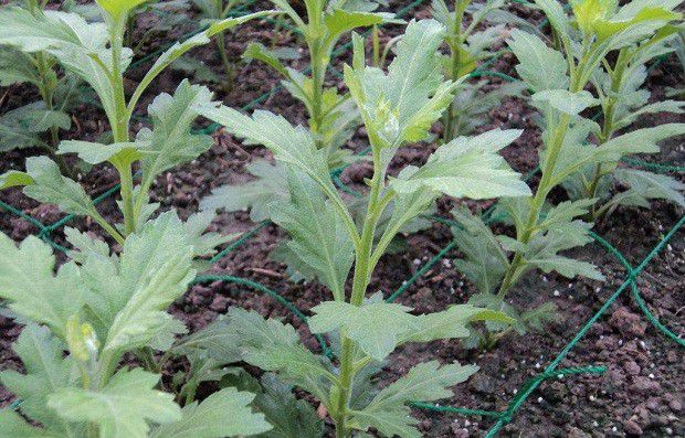 种植药用菊花如何管理？