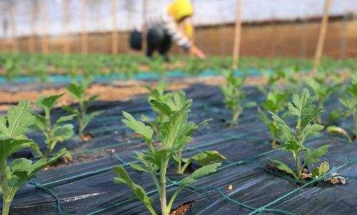 菊花苗怎么样移栽定植？