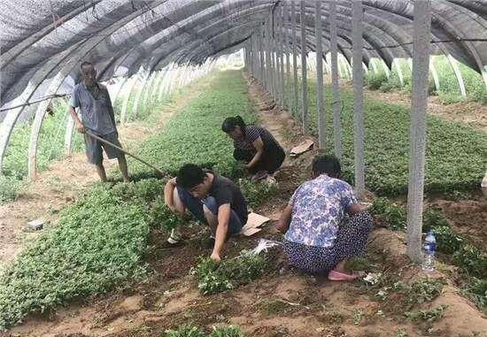 药用菊花怎么样繁殖？
