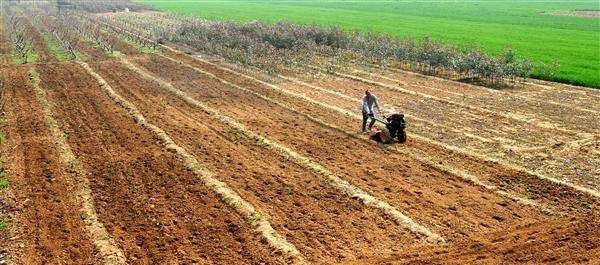 种植药用菊花如何选地和整地？