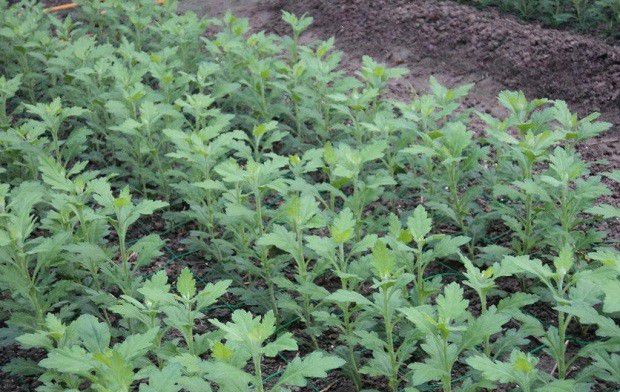 种植药用菊花需要什么条件？