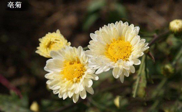 药用菊花有哪些品种？