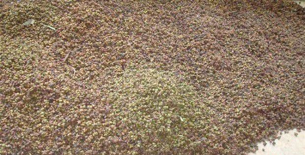 红花如何播种？