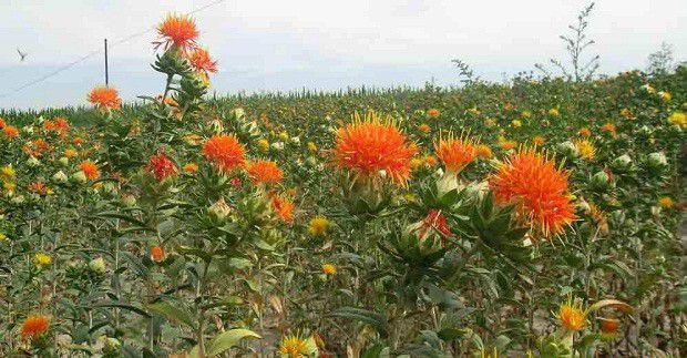 红花主要栽培的品种有哪些?