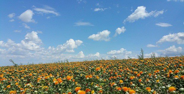 药用红花生长过程是怎么样?