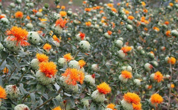 药用红花生长过程是怎么样?