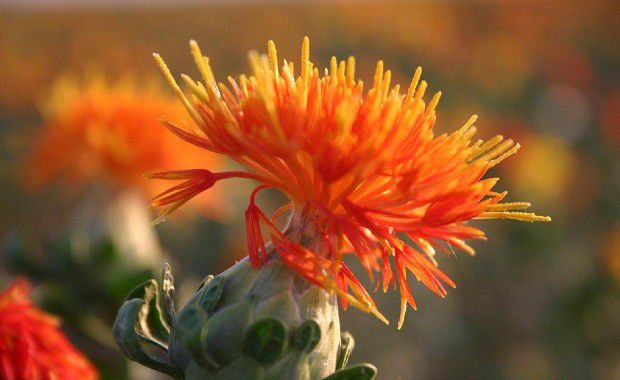 药用红花生长过程是怎么样?