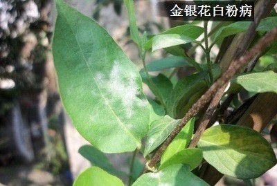 金银花白粉病如何防治?
