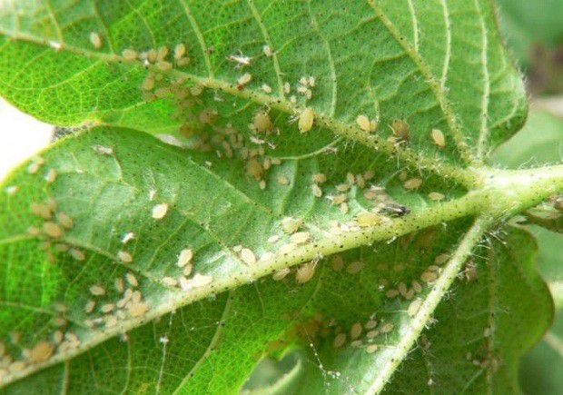 金银花如何防治蚜虫？