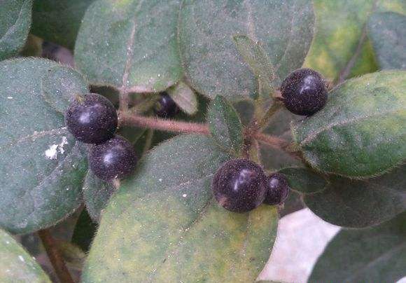 金银花如何用种子育苗？