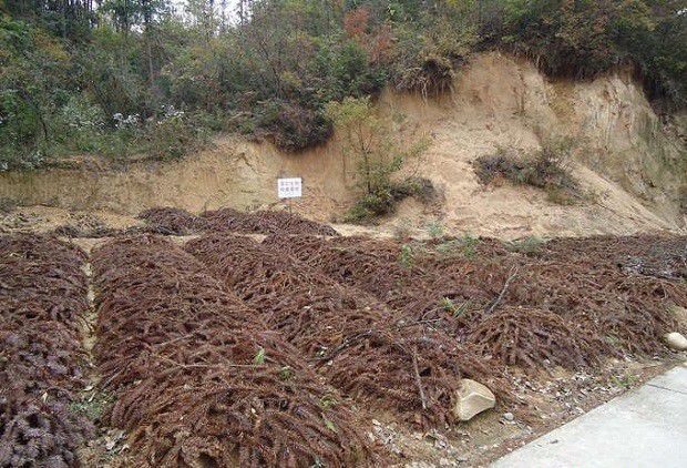 种植天麻覆盖有什么好处?