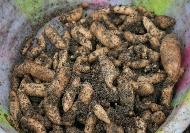 种植天麻前要先了解什么？