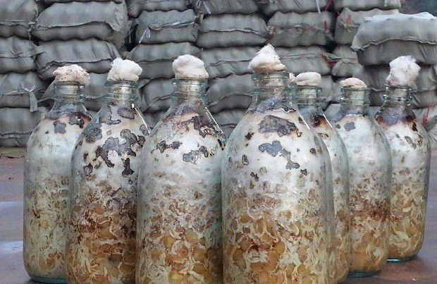 什么原因会导致天麻产量低？