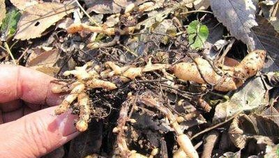 什么是天麻软腐烂窝病?