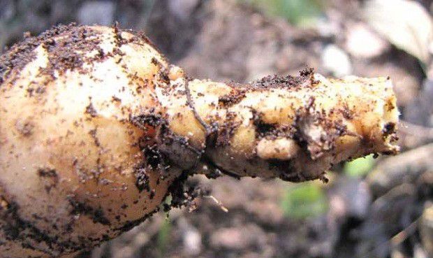 什么是天麻软腐烂窝病?