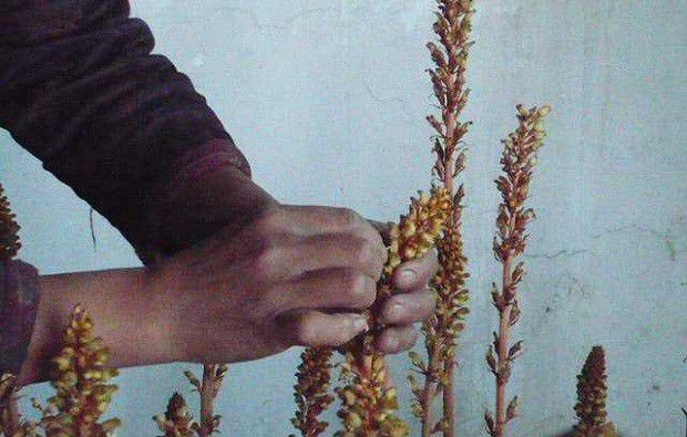 种植天麻为什么要人工授粉?