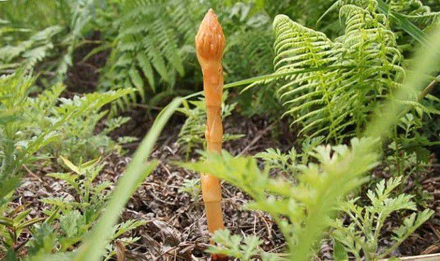 高温对天麻有哪些影响?