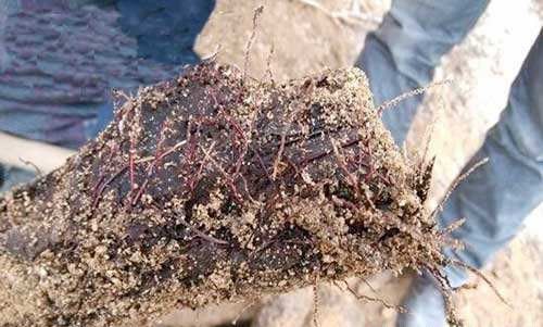 种植天麻如何防治杂菌?