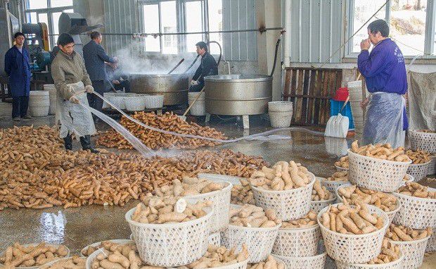 天麻采收后如何加工?