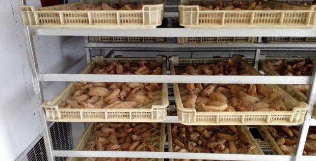 天麻采收后如何加工?