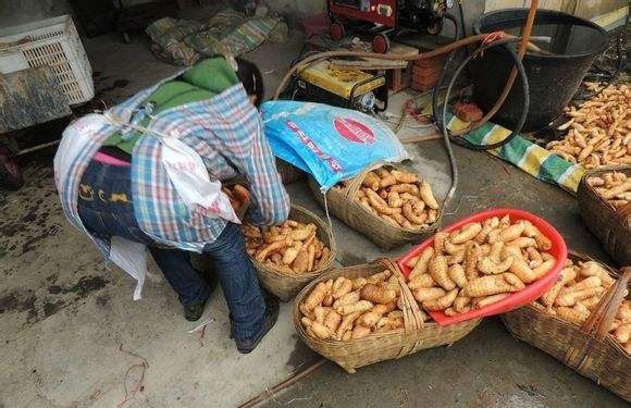 天麻采收后如何加工?