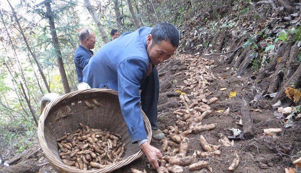 种植天麻如何采收？
