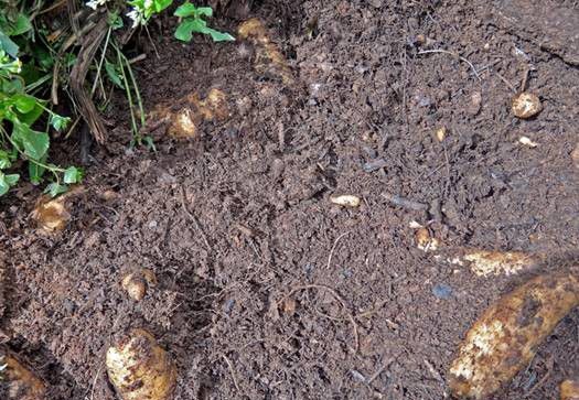 种植天麻如何管理?