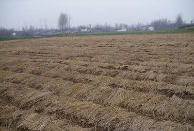 种植天麻如何管理?