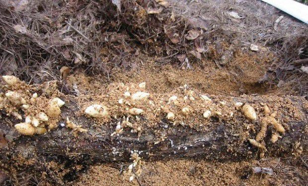 种植天麻如何管理?