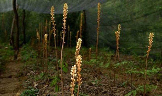 天麻有几种繁殖方法？