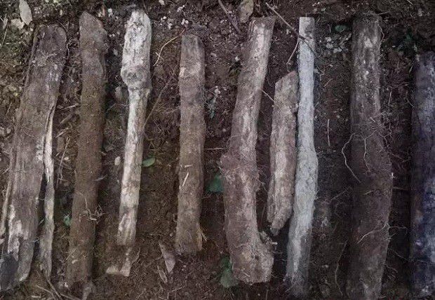 天麻怎么种植能高产?