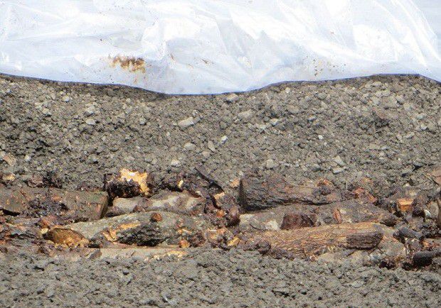 天麻怎么种植能高产?