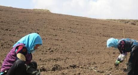 种植天麻如何选地整地?