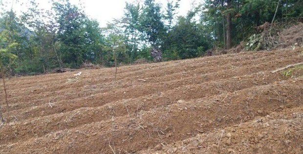 种植天麻如何选地整地?