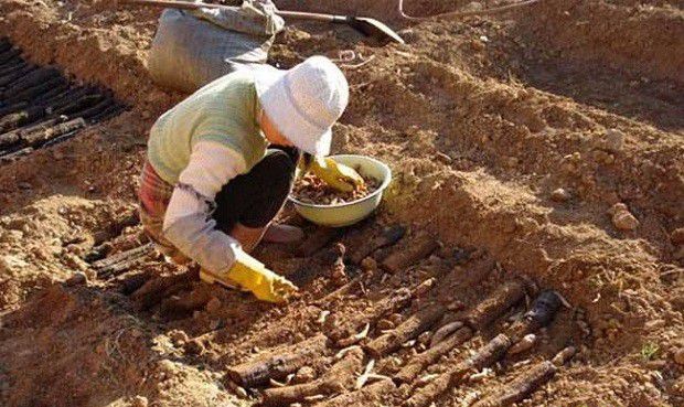 种植天麻需要怎么样的环境条件?