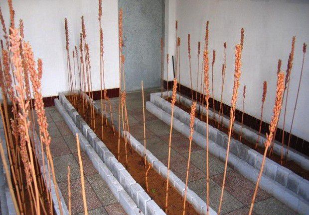 种植天麻需要怎么样的环境条件?