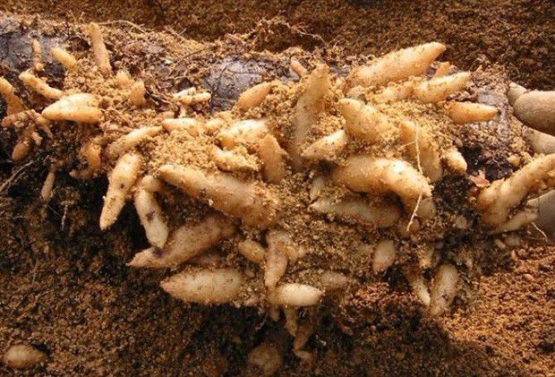 种植天麻需要怎么样的环境条件?