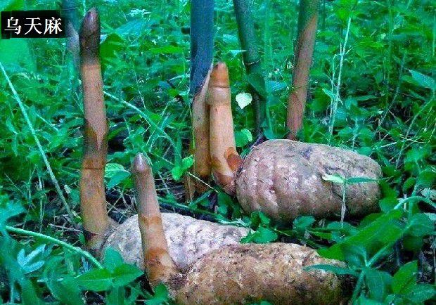 天麻的品种有哪些?