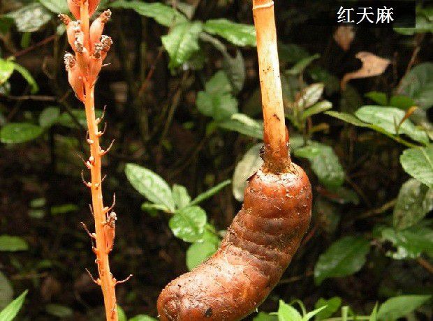 天麻的品种有哪些?