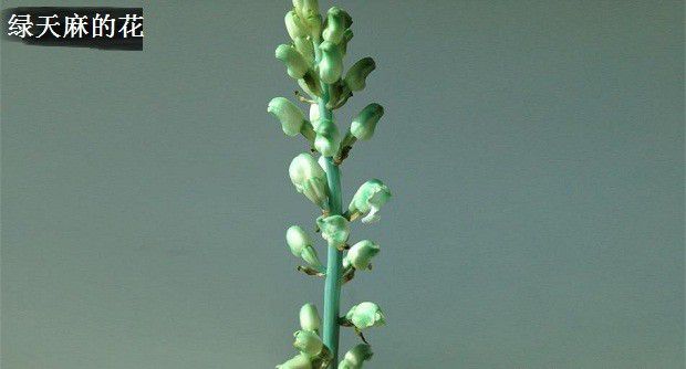 天麻的品种有哪些?