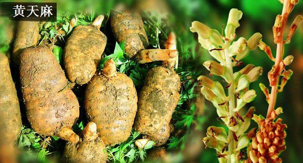 天麻的品种有哪些?