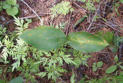 种植玉竹需要防治哪些病虫害?