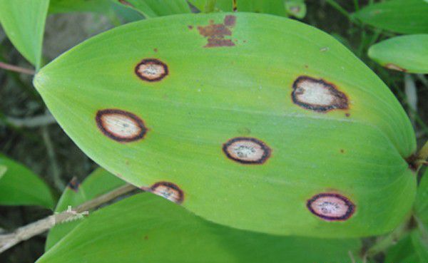 种植玉竹需要防治哪些病虫害?