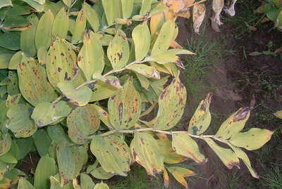 种植玉竹需要防治哪些病虫害?