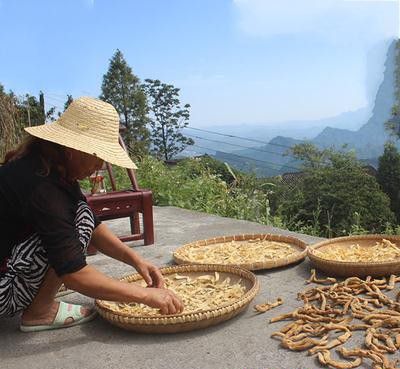 玉竹收获后如何加工?