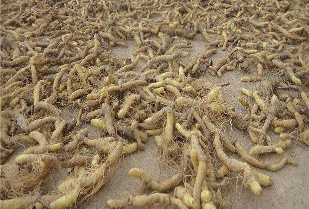 玉竹收获后如何加工?