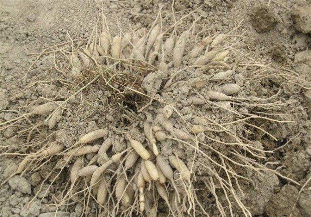 种植玉竹什么时候可以采收?